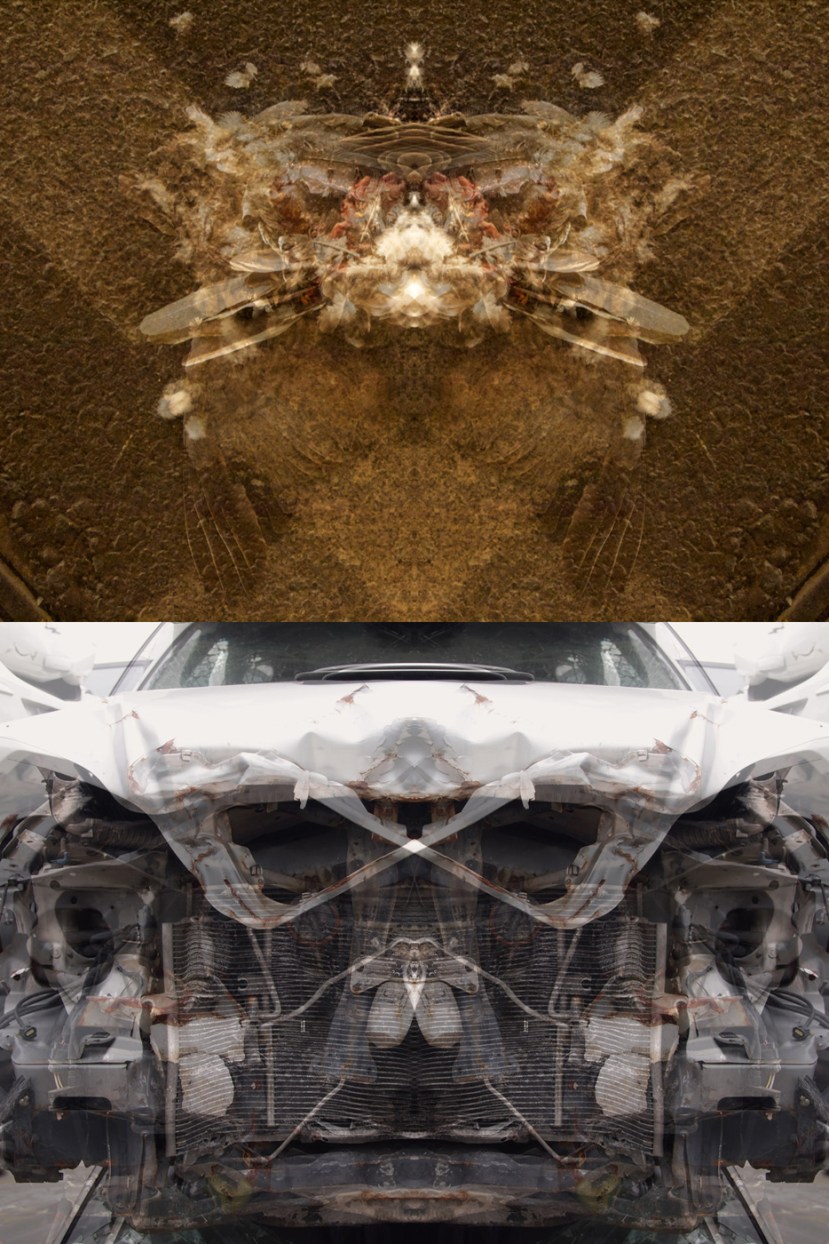 rorschach-crash-test_mauro-cuppone_rorschach-test_contemporary-art_car-accident_death_symmetry_animals_2013_2ac